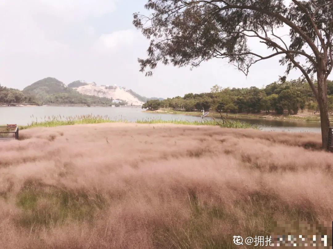 农村没人要的草，薅一把种院子里，很多土豪都在养！