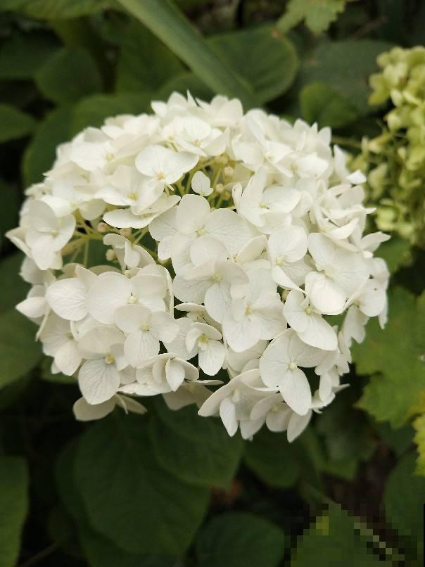 兰花扔室外，5℃冻俩月，开花一茬接一茬