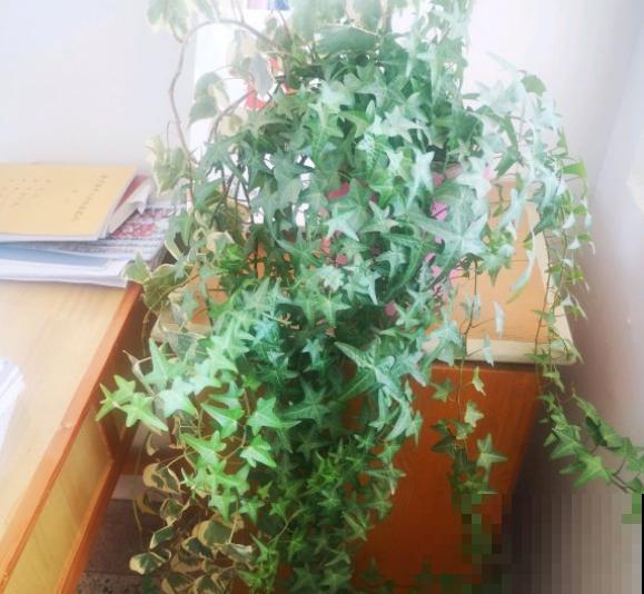 4种植物既能观赏，又能吸收“废气”，简直是家庭小能手！