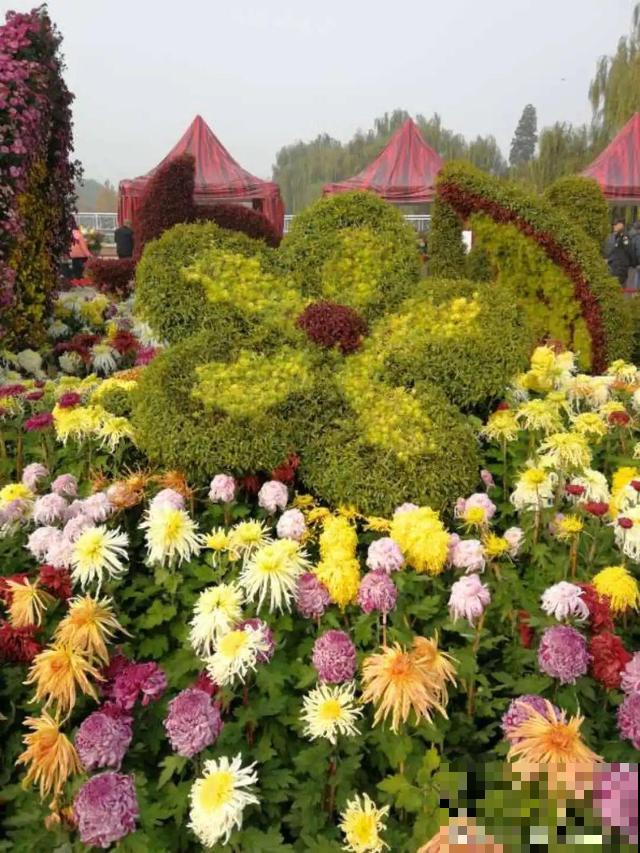 花展上价值好几万的花，看一眼就震撼，太漂亮