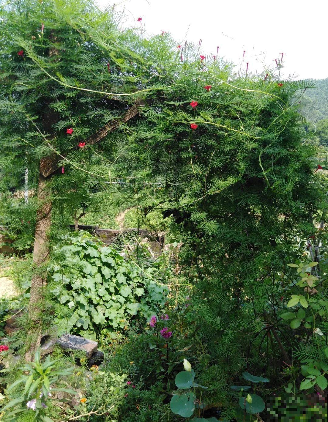 救命！入侵植物爬进院子，三年都杀不完！