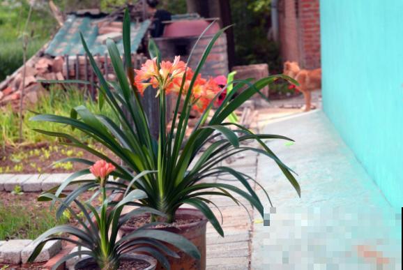 君子兰不爱开花，问题不大，这样养花朵又大又鲜艳！