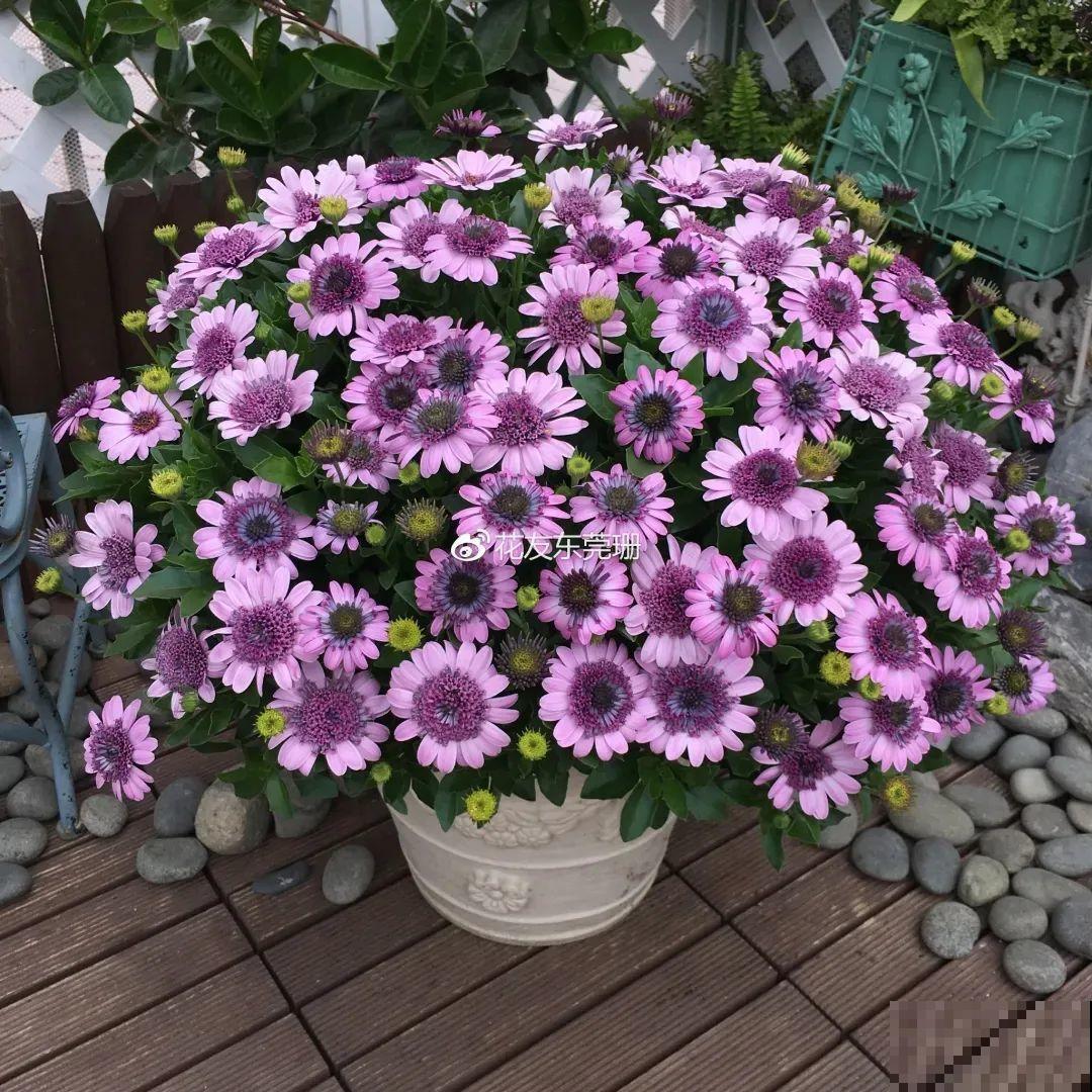 蓝目菊简直就是开花机器,一年能开上百天,盆盆爆成大花球! 蓝目菊简直就是开花机器,一年能开上百天,盆盆爆成大花球!