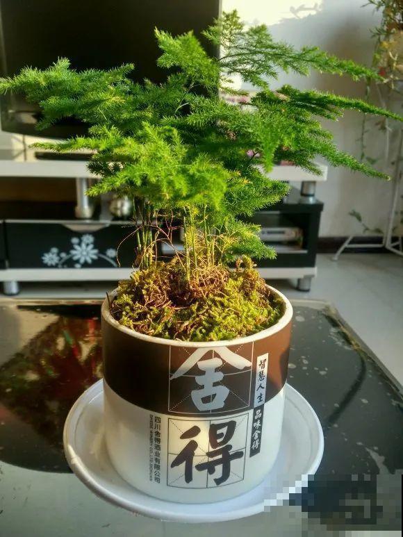 酒瓶子别丢掉,那可是种花神器,省了一笔买花钱 酒瓶子别丢掉,那可是种花神器,省了一笔买花钱