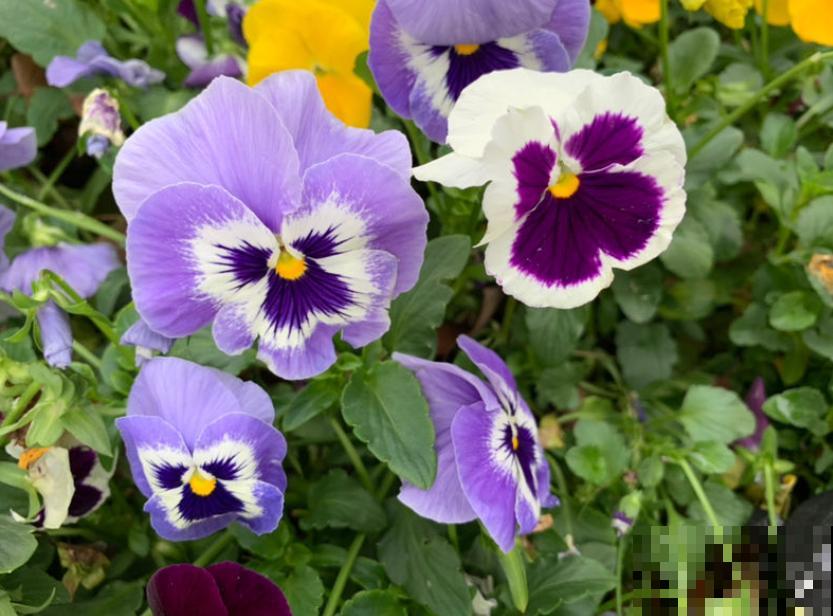 植物命名的5种方式,新奇有趣! 植物命名的5种方式,新奇有趣!