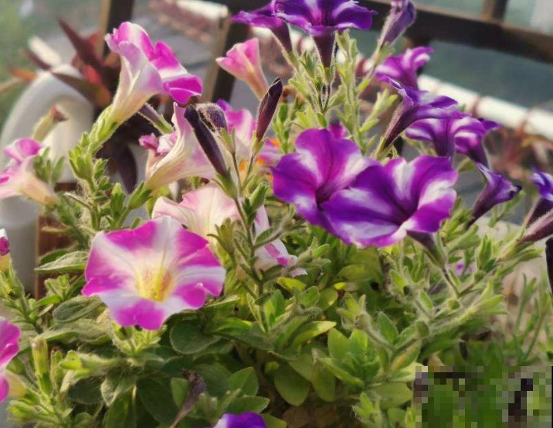 植物命名的5种方式,新奇有趣! 植物命名的5种方式,新奇有趣!