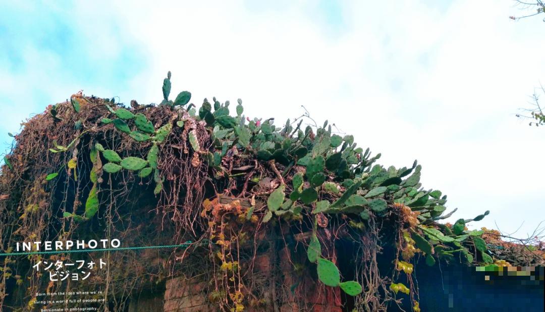 不死鸟太震撼了，长满整个屋顶，感觉都要压塌了