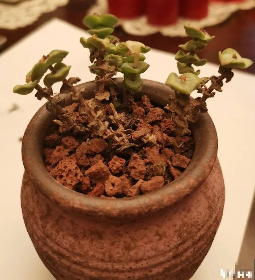 8种花，养嫩不养老，老了要多修剪！