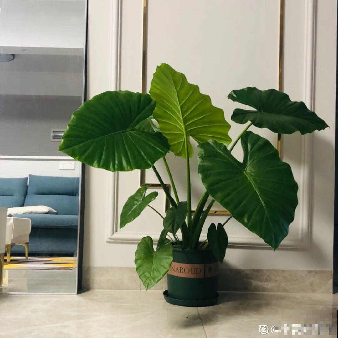 被拉进黑名单的花，再便宜也不买了，真浪费钱