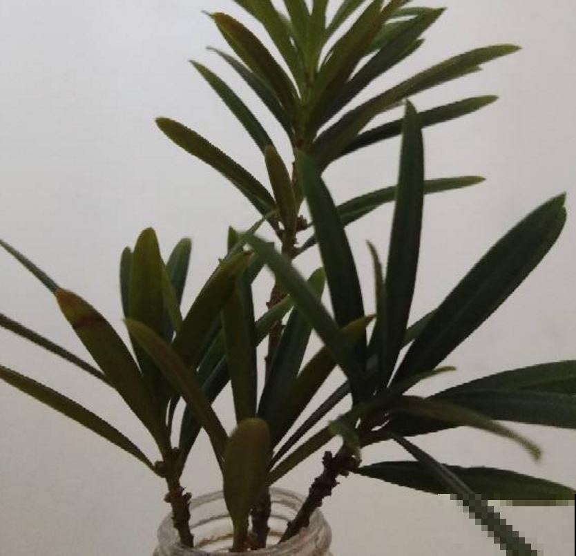 罗汉松盆景有气势，剪根枝条就能养，省钱省到家！