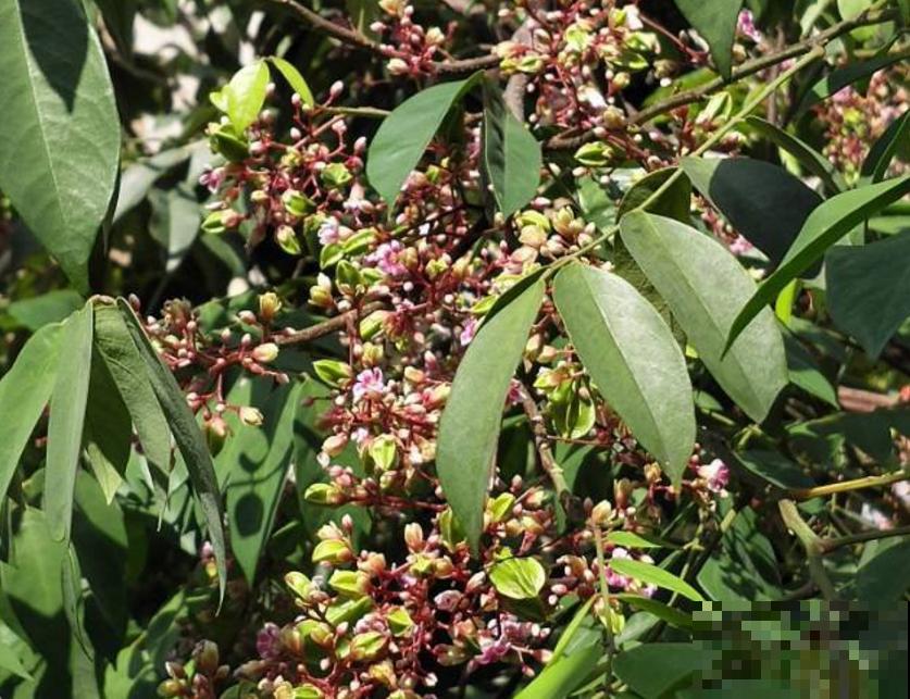 种盆杨桃摆阳台，造型别致，气味香甜，省下空气清新剂！