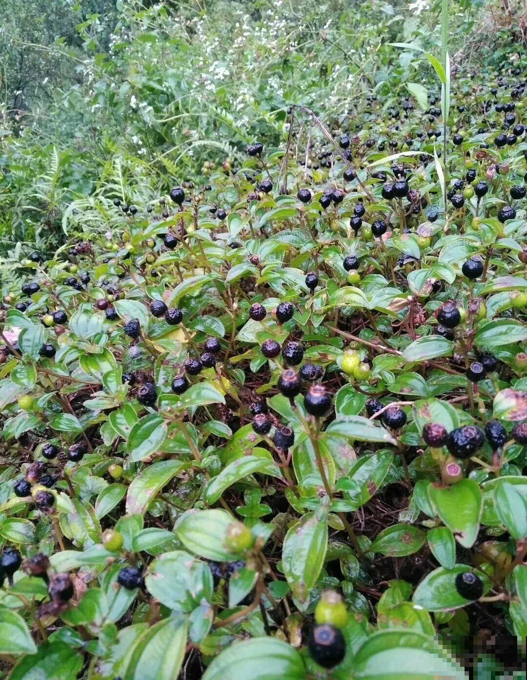 秋天野果都熟了，抓一把塞嘴里，太好吃了！