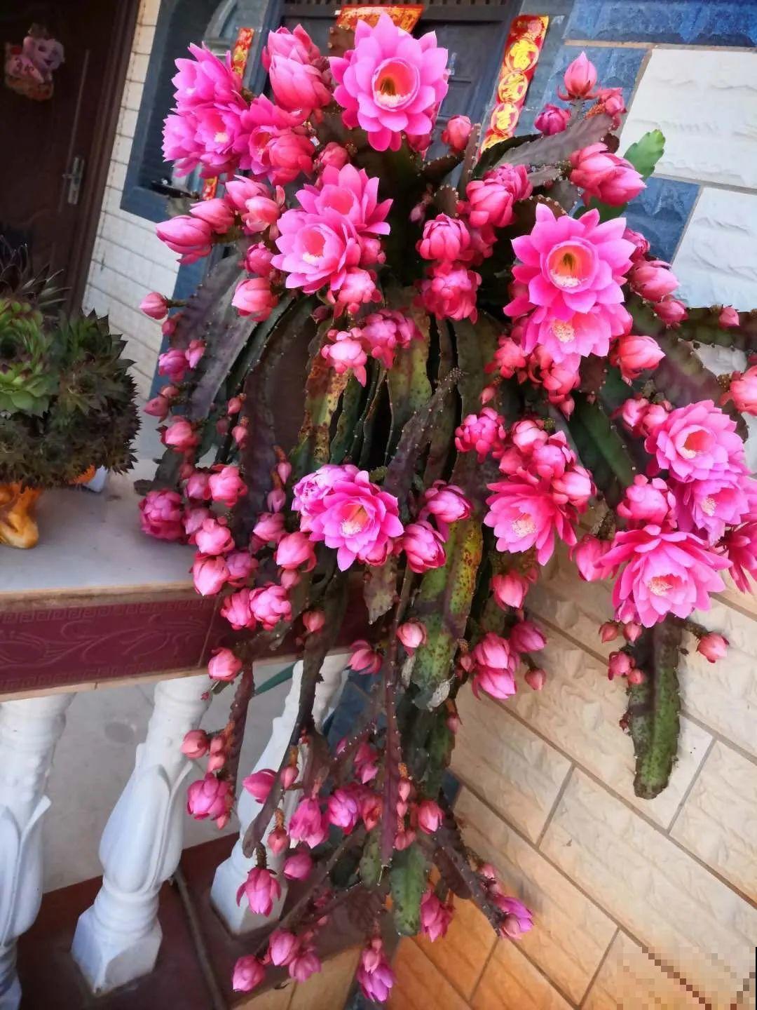 2种花组合起来养护，开花更多，满盆都是花