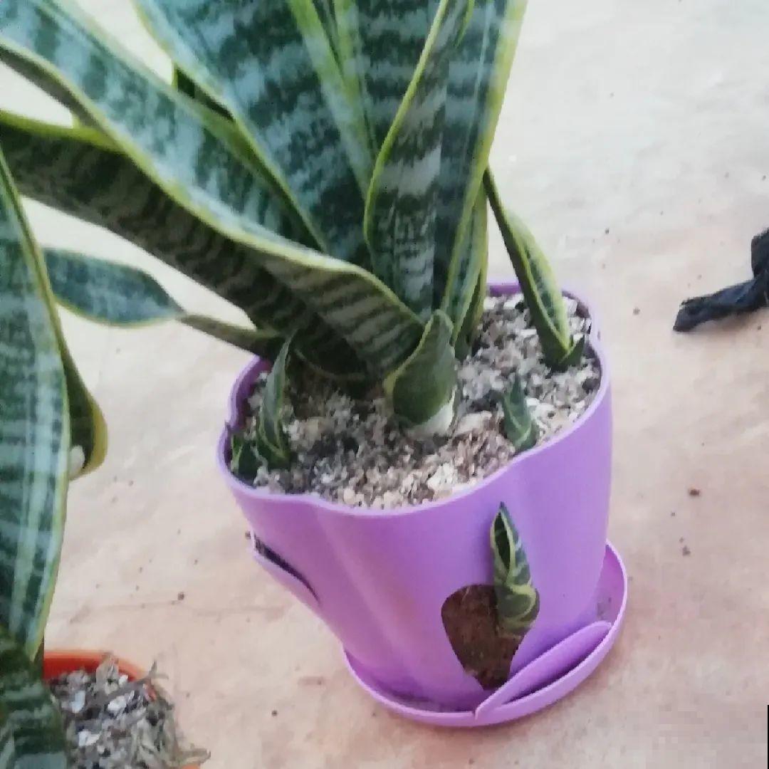 花上长了这个,再不换盆,就要憋死了! 花上长了这个,再不换盆,就要憋死了!