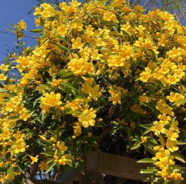 这种花叫金钩吻，花开黄灿灿，味道碾压大牌香水！