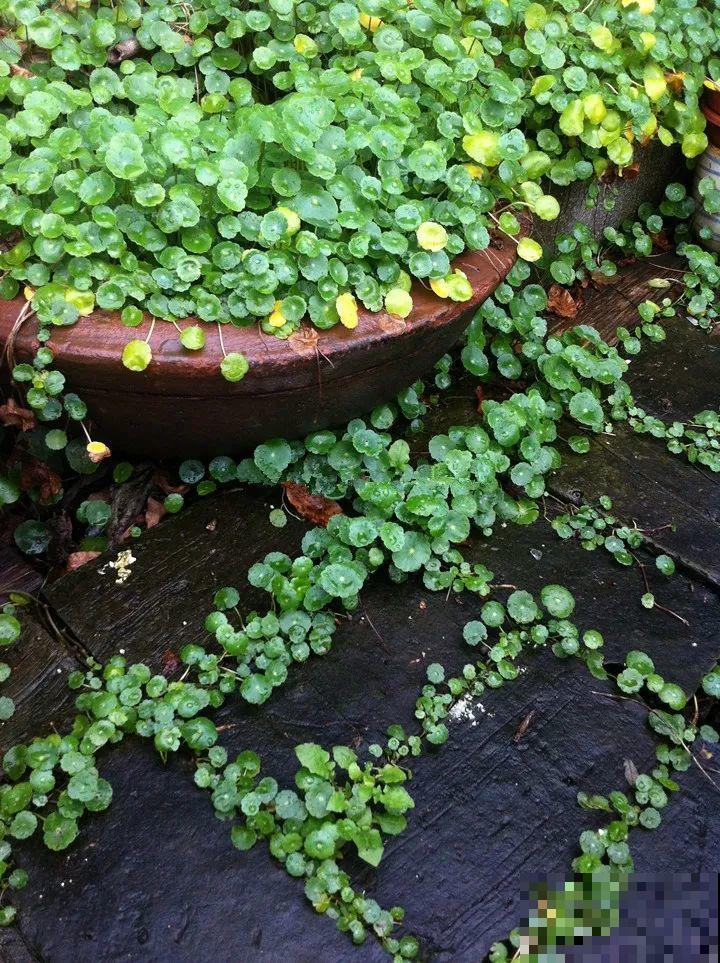 救命！入侵植物爬进院子，三年都杀不完！