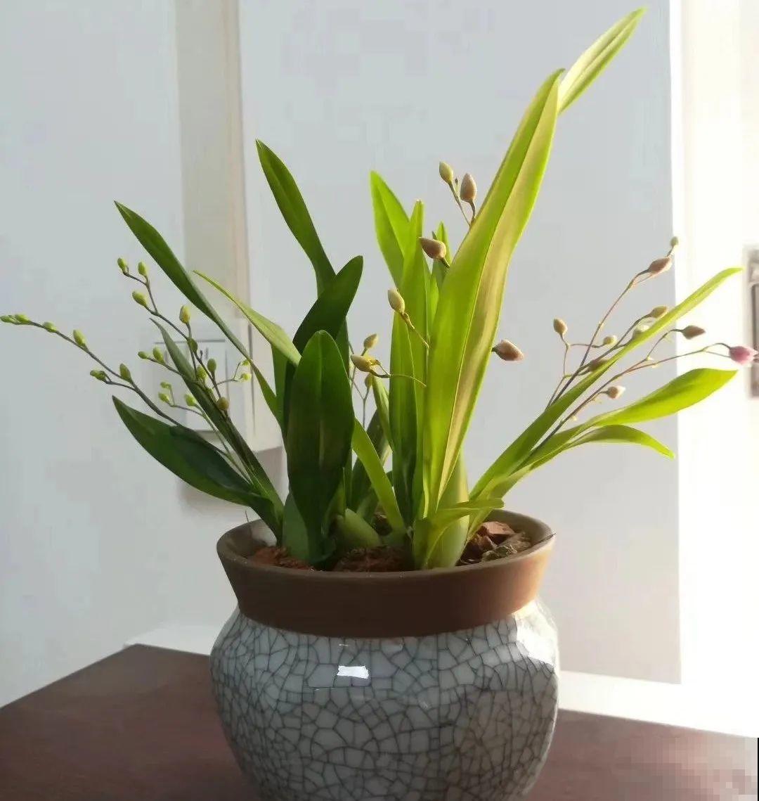 10月养花掐一掐,掐完就来花,盆都塞不下! 10月养花掐一掐,掐完就来花,盆都塞不下!