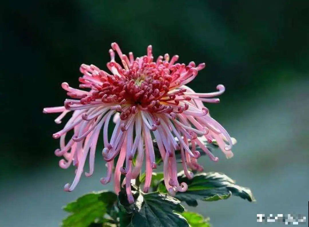 再穷也要养长寿花，寓意好、开花美，养人又养家！