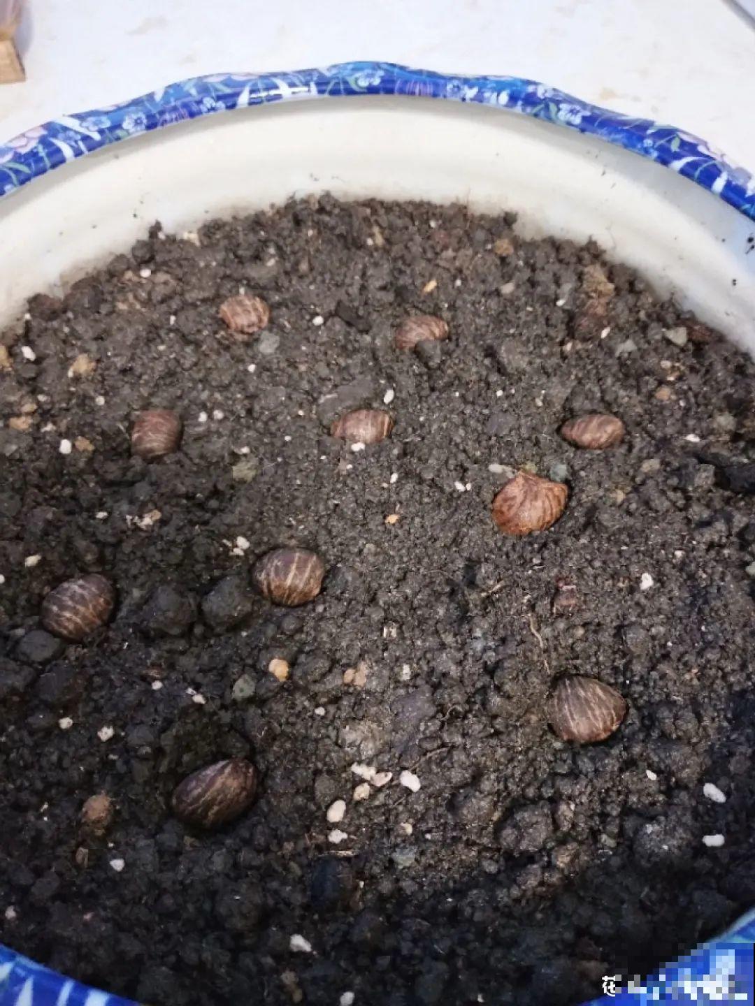 15种花，开完花就结种子，千万别丢掉