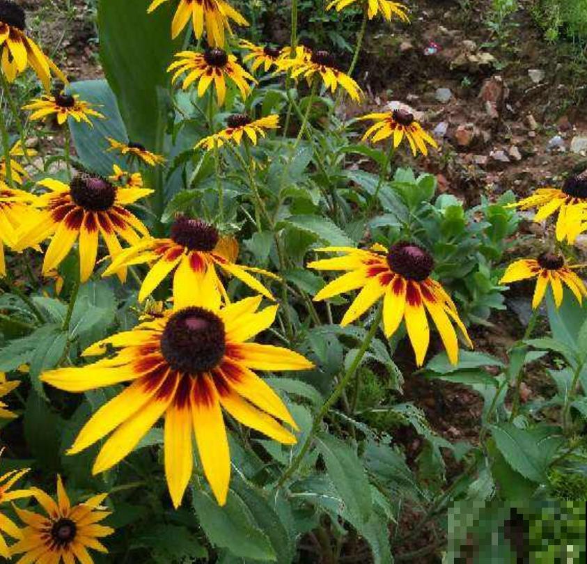 黑心菊特漂亮，院子里种一片黑心菊，太壮观！