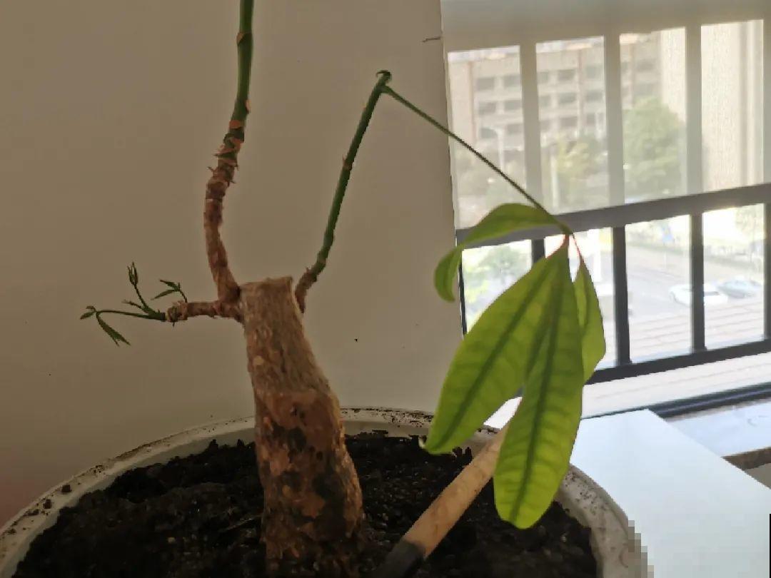 掉叶子第一名,10种花养成光杆,竟然还活着! 掉叶子第一名,10种花养成光杆,竟然还活着!