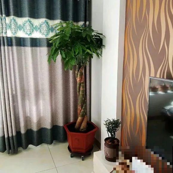 11月,千万别买这种花,养不活惹一肚子气! 11月,千万别买这种花,养不活惹一肚子气!