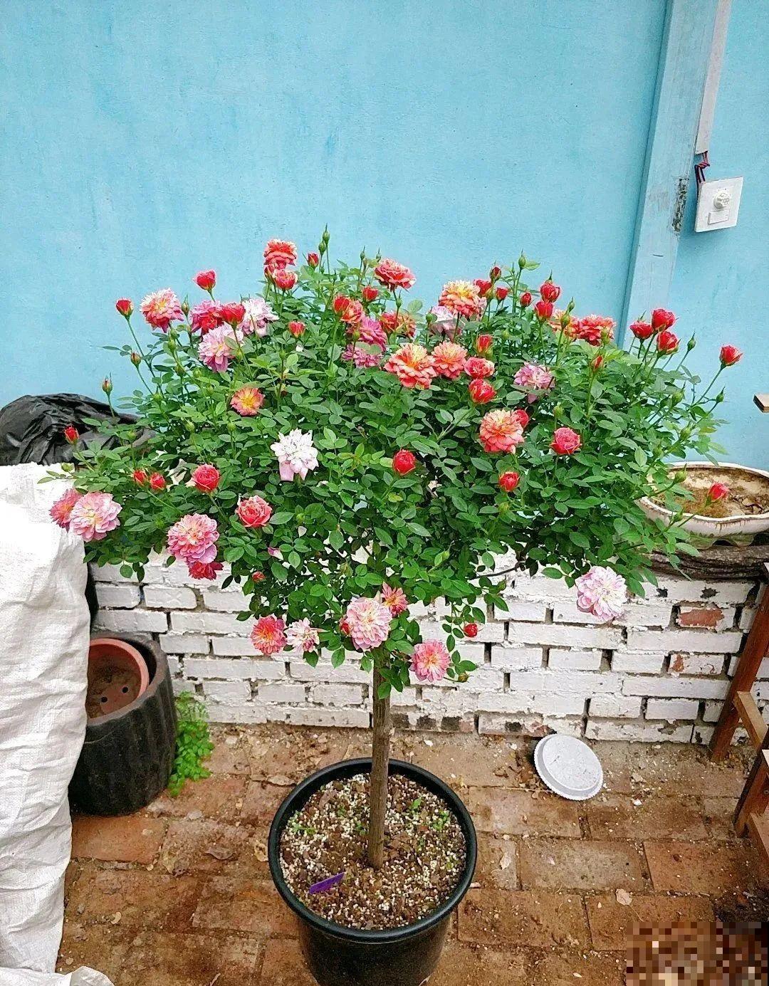 2种花组合起来养护，开花更多，满盆都是花