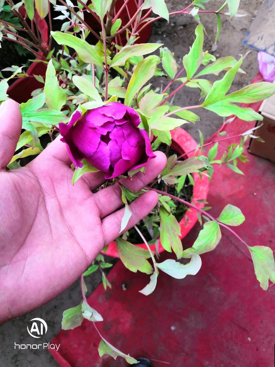 南方花友请注意，这几种花先别买，买回家就挂！