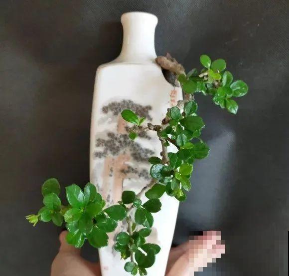 酒瓶子别丢掉,那可是种花神器,省了一笔买花钱 酒瓶子别丢掉,那可是种花神器,省了一笔买花钱