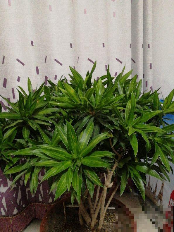 家里养盆“吉祥竹”，枝干翠绿有生机，寓意日子节节高