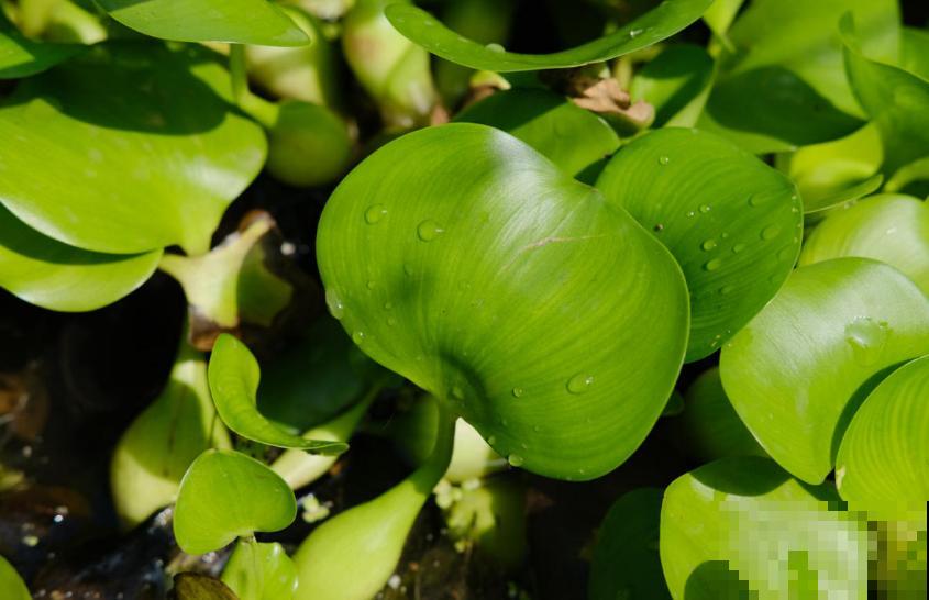水葫芦成为新宠，只因好看又省心，扔那就疯长！