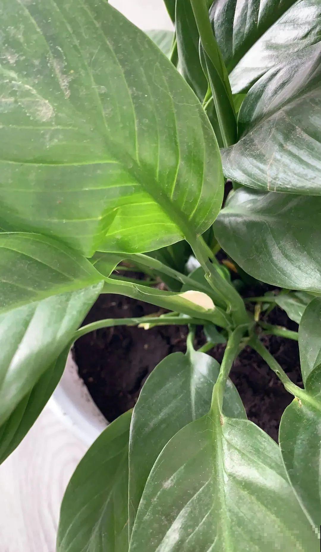 长寿总是不开花，黑塑料袋一套，立马咕噜噜冒花苞！