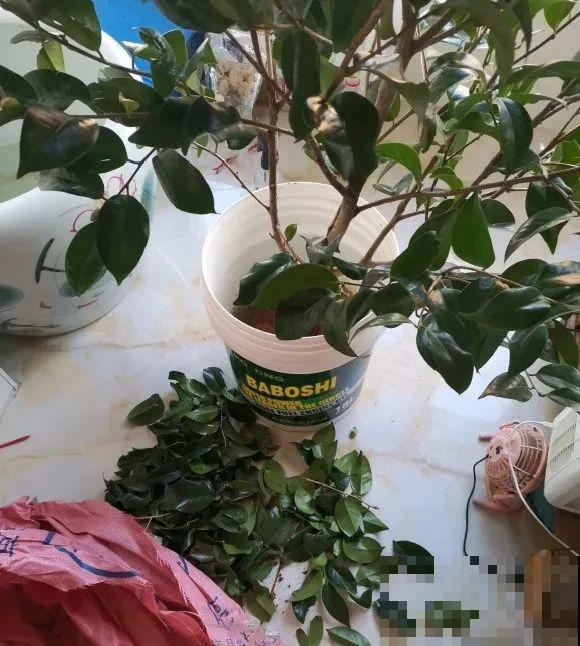 50年的桂花树,卖了5万块钱,大家觉得值吗? 50年的桂花树,卖了5万块钱,大家觉得值吗?