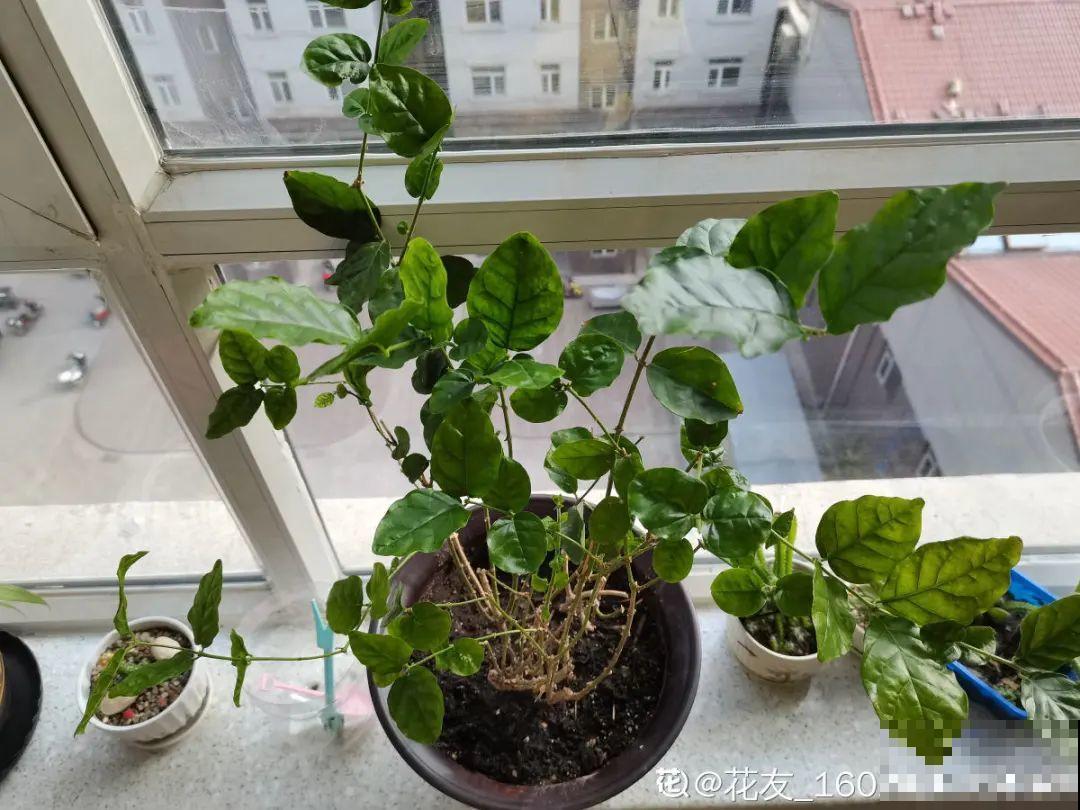 冬天休眠的花，你以为它死了，其实还活着！