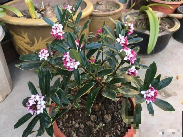 冬天养盆香水花，满屋子飘香，异味都赶跑了！