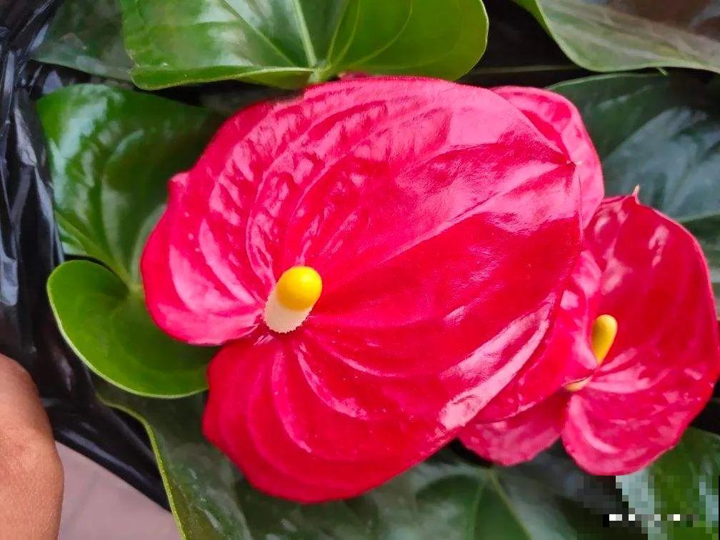 想省心就养这些花,没有病虫害,就爱开花! 想省心就养这些花,没有病虫害,就爱开花!