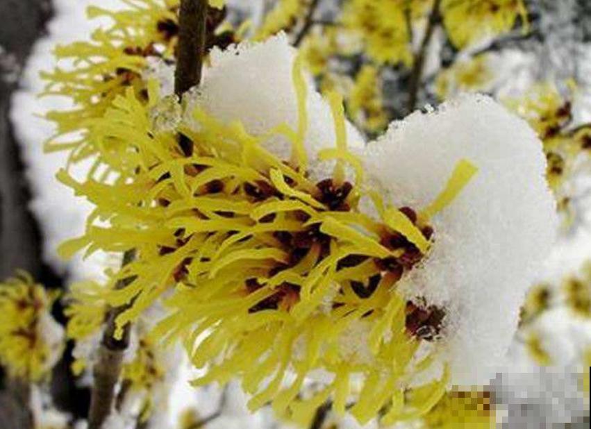 金缕梅不是梅，造型别致，美容护肤用处大！