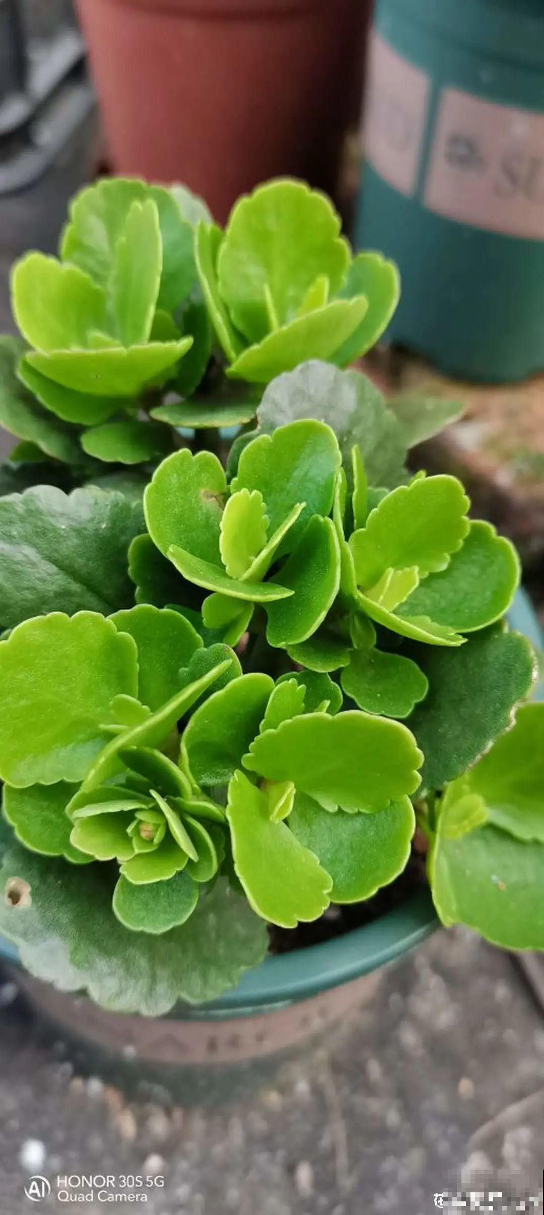 秋天不养长寿花,实在是太亏了,养10盆都不嫌多 秋天不养长寿花,实在是太亏了,养10盆都不嫌多