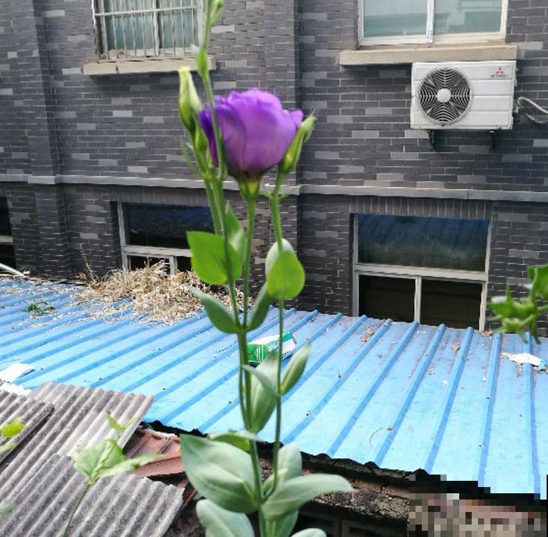 洋桔梗特漂亮，胜过玫瑰，种在阳台美爆了！
