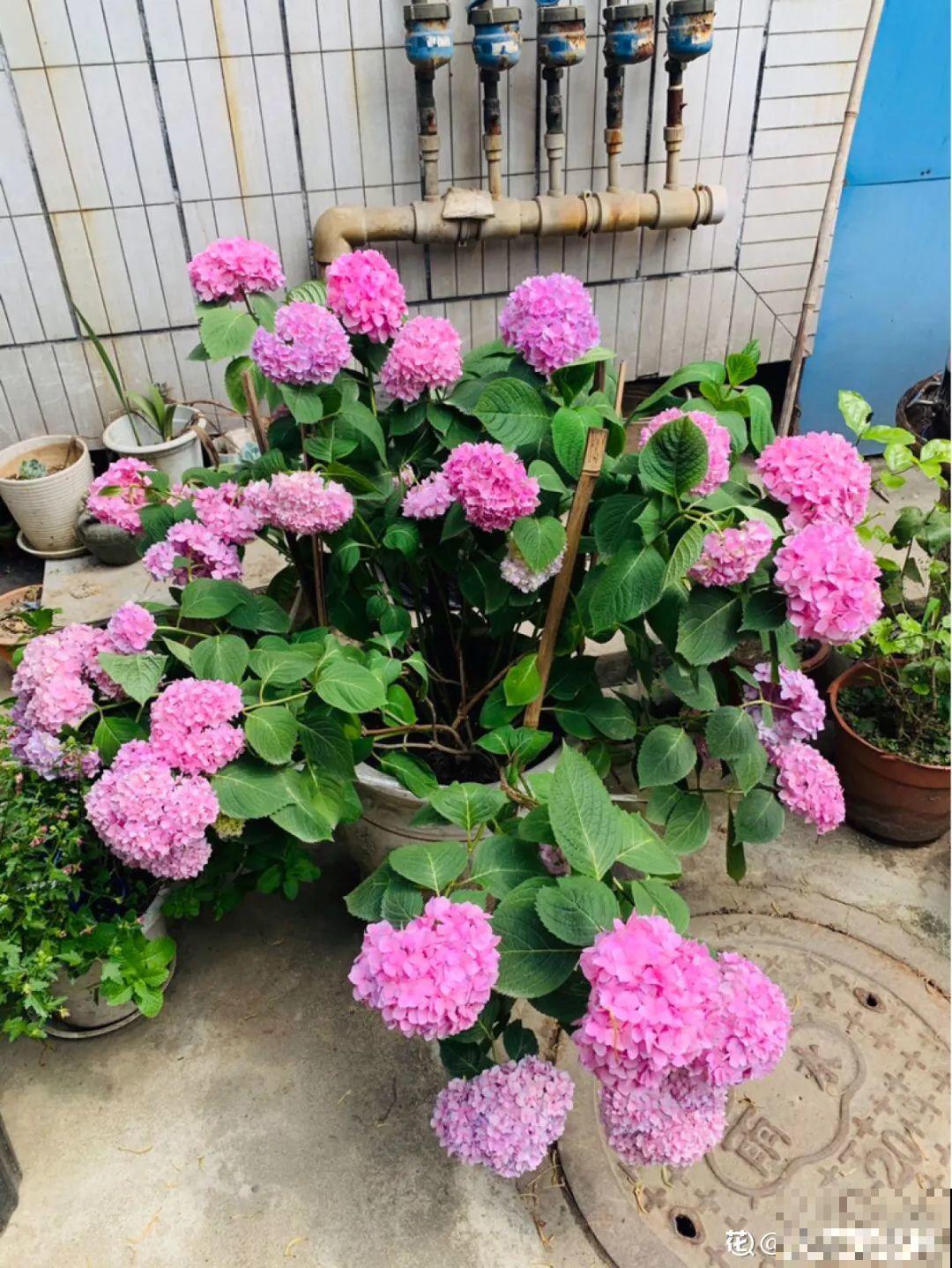 7种花冬天要休眠，看着好像枯死了，千万别丢掉