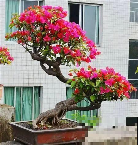 4种花养成老桩，价格能翻好几倍，开花也更多
