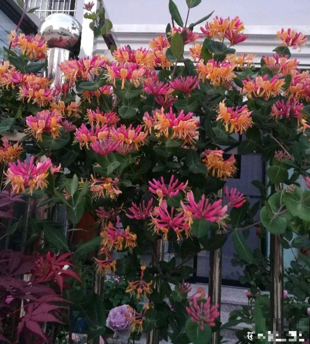 20种花特耐寒，放外面冻一冻，开花更多