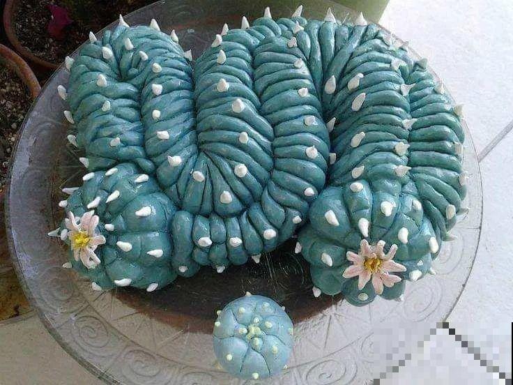 想省心就养这些花,没有病虫害,就爱开花! 想省心就养这些花,没有病虫害,就爱开花!