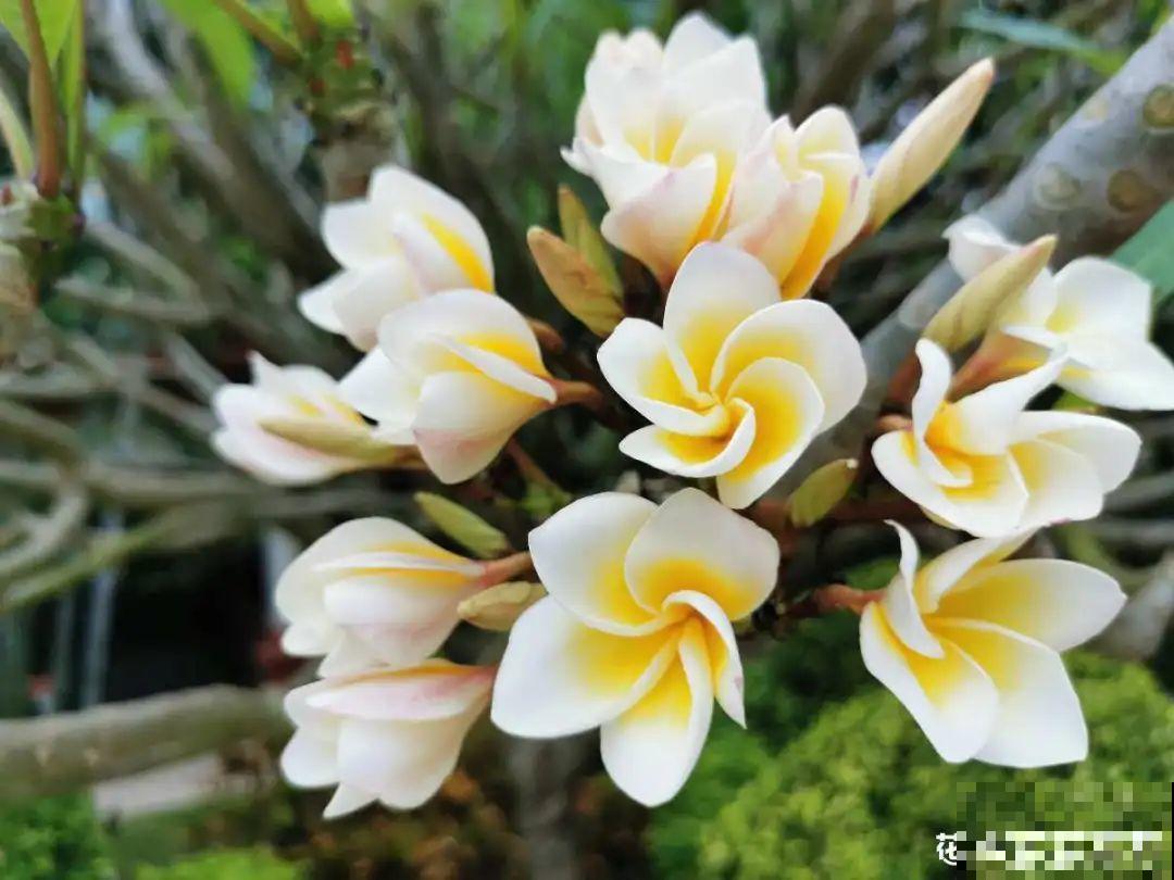 你在哪个城市，最适合养的花就是它！