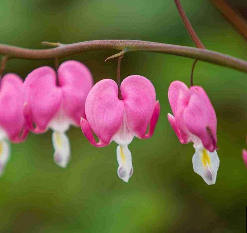 超别致的花卉,枝条上挂满荷包,故事凄美! 超别致的花卉,枝条上挂满荷包,故事凄美!