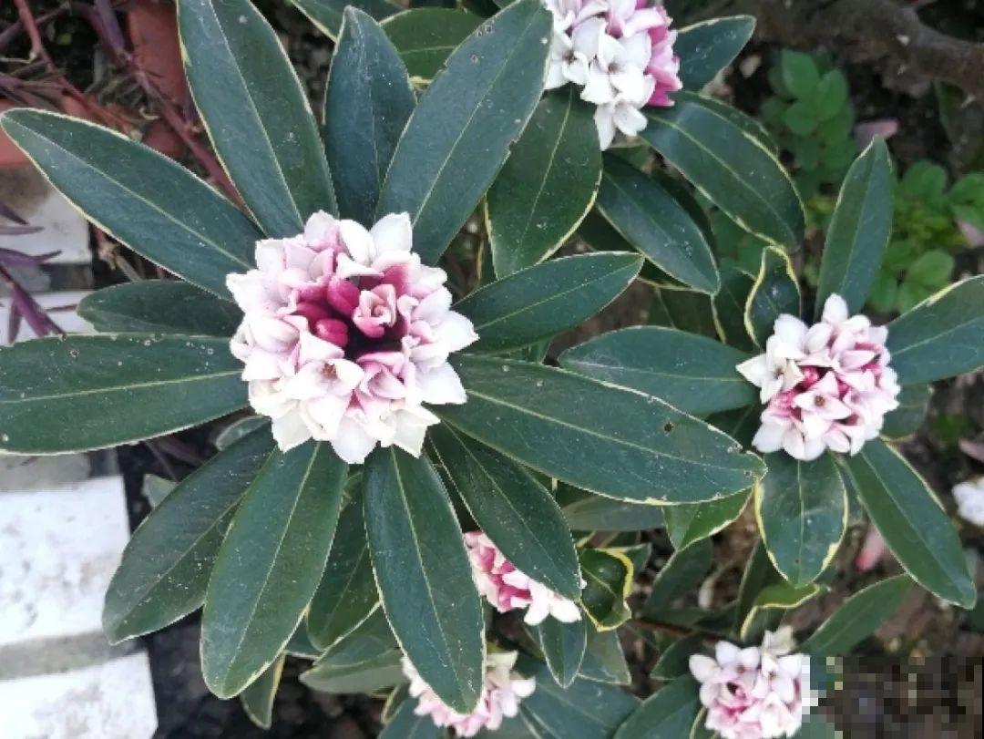 你在哪个城市，最适合养的花就是它！