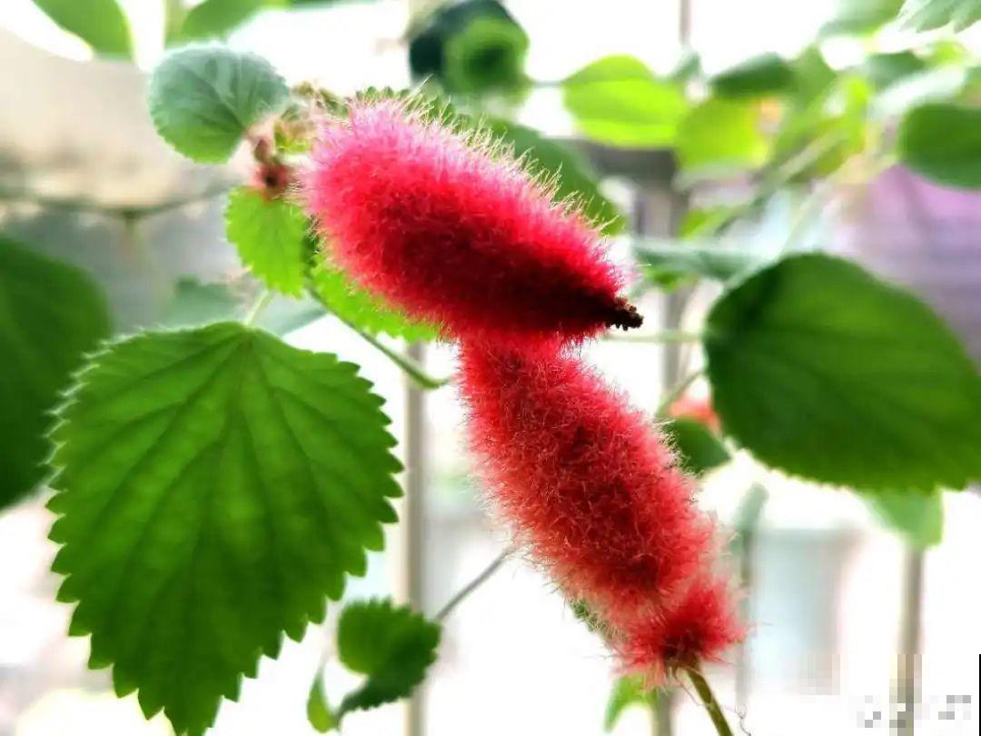 花盆里挖出一堆“蚕”，原来还能吃，味道清脆爽口