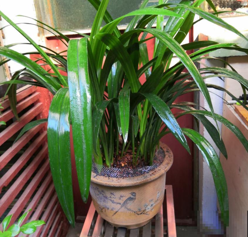 墨兰不好养,掌握5个小窍门,叶茂花繁! 墨兰不好养,掌握5个小窍门,叶茂花繁!