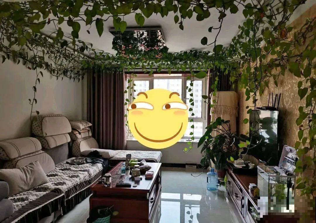 家里养棵球兰，开花漂亮，香味浓郁