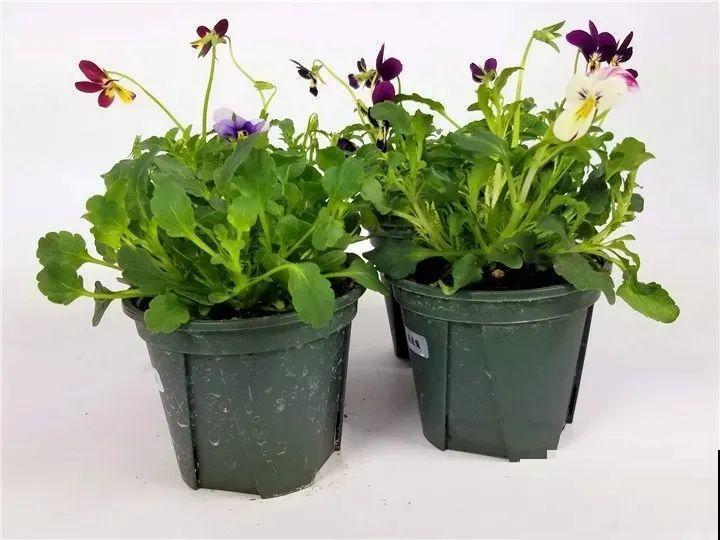 家里养了一盆“兔子花”，越冷越开花，呼呼开爆盆